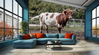 Cattle with horns grazing on farm Wall mural