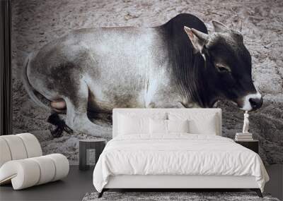 Cow Wall mural