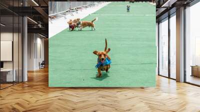 Wiener dog race 2 Wall mural