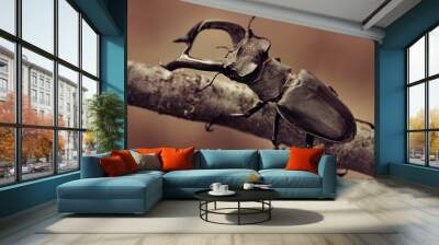 beetle deer on a branch. Wall mural