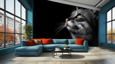 gray cat on a dark background, beautiful textured fur. Wall mural