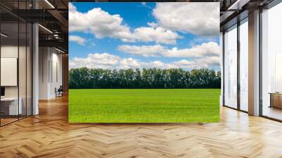 A beautiful green field under a blue sky with white clouds. Spring landscape. Spring field of winter wheat or rye. Wall mural