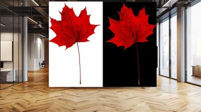 Autumn maple leaf isolated on white and black backgrounds. Red maple leaf speckled. Wall mural