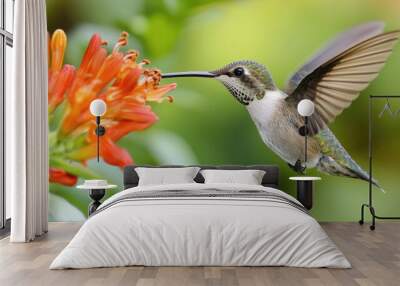 Hummingbird in flight, feeding from a flower  Wall mural