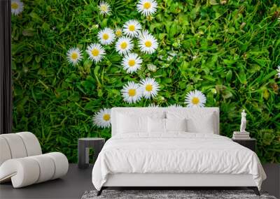 white beautiful daisies on the green grass background summer Wall mural