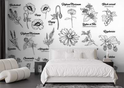 Blooming flowers free hand illustrations set. Honey plants with titles black and white cliparts. Botanical sketches with calligraphy. Monochrome floral blossom and engraved berries design collection Wall mural