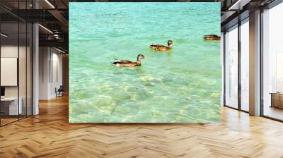 three ducks swim in a bright water lake Wall mural