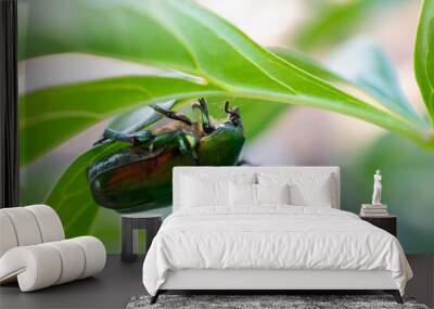 Green May beetle on green foliage. Wall mural