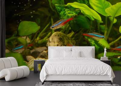 Cardinal Tetra in aqua Wall mural