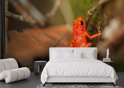 Red frog on a leaf Wall mural