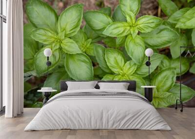 Top view of bright fresh juicy green basil growing in the garden Wall mural