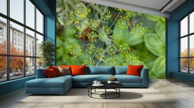 Top view of bright yellow dill inflorescences growing in the garden Wall mural