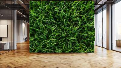 Green shoots of rye, photo from above Wall mural