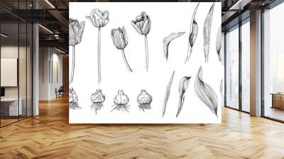 Monochrome set of details of tulip flowers of different varieties Wall mural