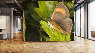 Brown Hairstreak Butterfly (Thecla betulae) Wall mural