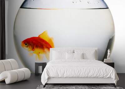 Goldfish in fishbowl Wall mural