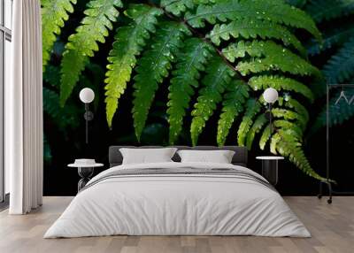 green fern in the forest with rain drops Wall mural