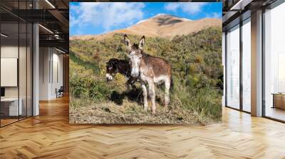 two donkeys in an autumn landscape, italy Wall mural