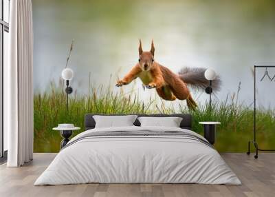 squirrel jumping over the meadow Wall mural