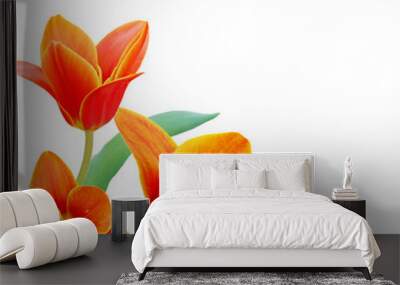 A flower of  liliaceae tulip bouquet Wall mural