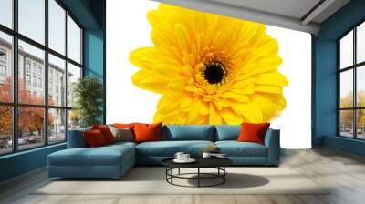 Close-up of yelow gerbera petals on white background  Wall mural