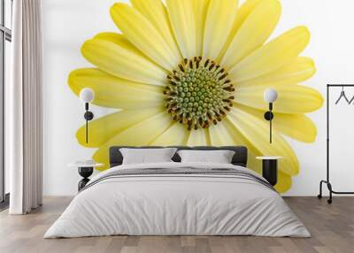 Close-up yellow daisy flower isolated on white background Wall mural