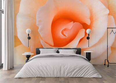 Orange rose isolated on background Wall mural