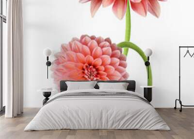 Pink dahlia isolated on white background Wall mural