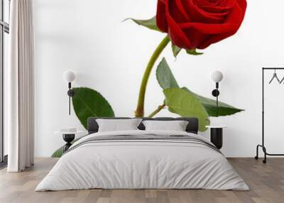 Single beautiful red rose isolated on white background Wall mural