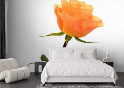 Single red rose flower isolated on white background  Wall mural