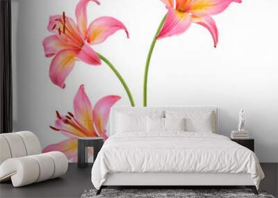 Three pink lily flowers. Isolated on white background Wall mural