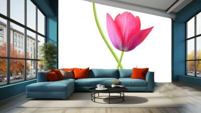 Two tulip flowers isolated on white background Wall mural