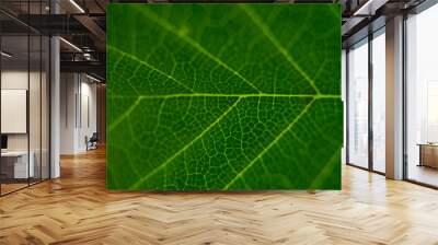 Hemp Leafs surface textured green background at extreme close-up. Wall mural