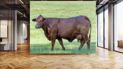 Nice looking  dark Brown cow in a grassy field  Wall mural