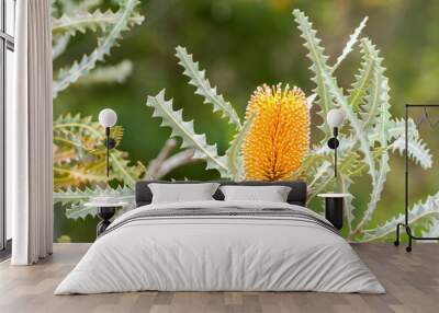 The Flower of a Banksia tree which is natural to Western Australia. Wall mural