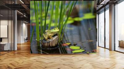 frog in the tree trunk Wall mural