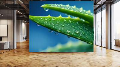 Close-up of Aloe Vera Leaf with Water Droplets Wall mural