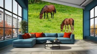 A brown mare and her foal gently grazing on lush green grass in a peaceful meadow, surrounded by wildflowers and nature Wall mural