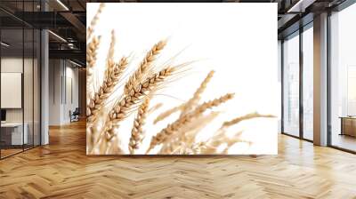 wheat as element in isolated white background Wall mural