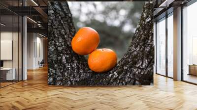 close-up of two tangerines on black trunk Wall mural