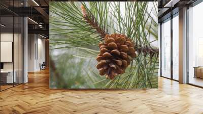 A large pine cone on the branch. Forests and parks in the spring. Wall mural