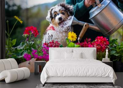 A woman and a cute Australian Shepherd puppy  watering flowers in the garden. Wall mural