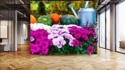 Autumn in the garden. Chrysanthemums and colorful pumpkins. Halloween. Wall mural