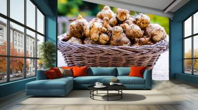 Freshly dug Jerusalem artichoke tubers on the garden table. Wall mural