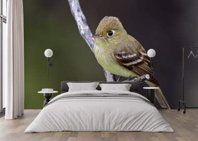 Pacific-slope flycatcher Wall mural