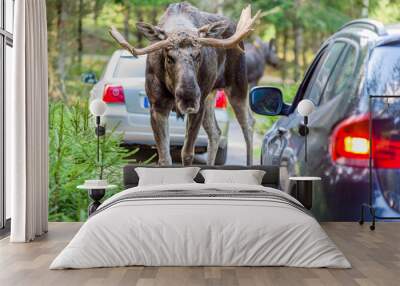 Moose bull looking into a car while standing in its way. Cars registration numbers and make removed. Wall mural