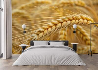 a field of wheat ready to harvest  Wall mural