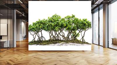 mangroves isolated on transparent background, tropical and subtropical coast, tropical forest. reali Wall mural