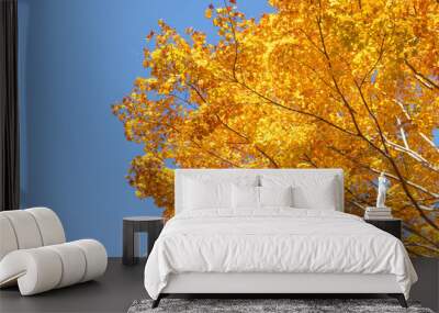 Tree with yellow leaves on blue sky background in autumn season, copy space Wall mural