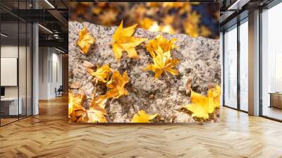 Yellow maple leaves falling on the ground in autumn season, copy space Wall mural